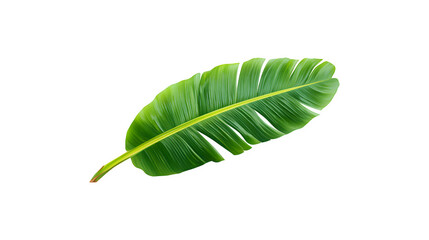 Obraz premium A vibrant green banana leaf 