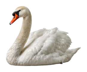 Elegant swan in nature wildlife serene environment isolated on transparent background