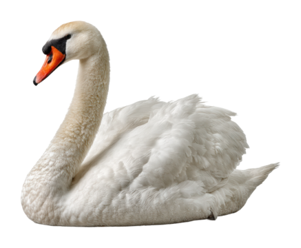 Elegant swan in nature wildlife serene environment isolated on transparent background