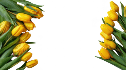 Colorful Tulip Blossom Fruit Floral Border on Transparent Background