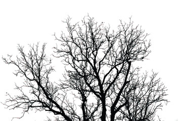 Silhouette of bare trees with branches isolated on white. Black and white vector illustration
