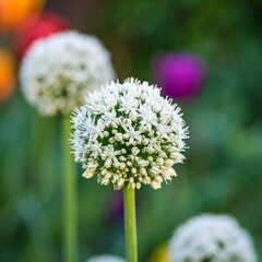 Close-up of a spherical white flower with a blurred background of other blooms