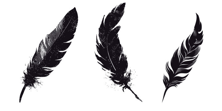 Three distinct feather illustrations feature elegant shapes and detailed textures. The black and white design highlights the natural beauty of each feather. Ideal for artistic projects or decoration.