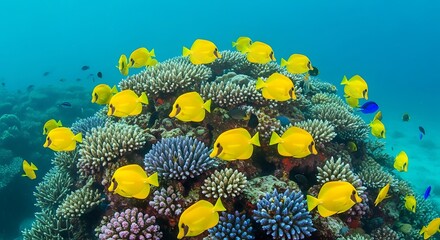 Vibrant yellow fish swim amongst a colorful coral reef.