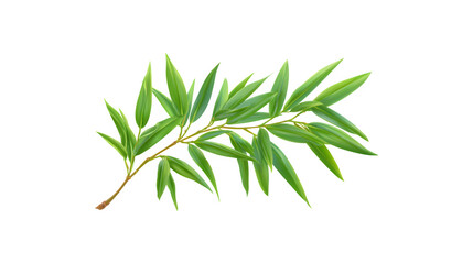 Fototapeta premium Lush green bamboo leaf branch showcasing nature's beauty and tranquility 