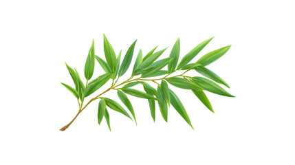 Fototapeta premium Lush green bamboo leaf branch showcasing nature's beauty and tranquility 