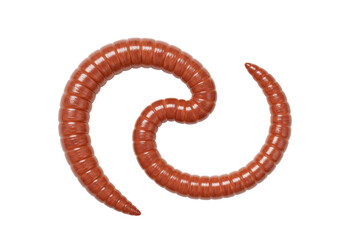 Isolated worm: earthworm, annelid, lumbricus terrestris; ground and bait fishing