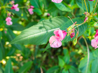 Close-up of Himalayan balsam with pink flowers and green leaves growing outdoors in natural vegetation.