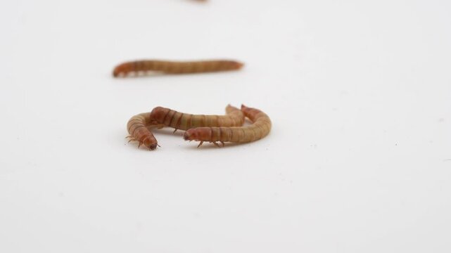 closeup macro live mealworm food for bird and pet isolated on white background 