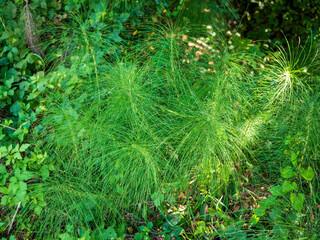 Close-up of field horsetail plant with thin green stems and whorled branches growing in natural vegetation outdoors.