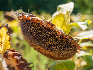 Close-up of ripe sunflower head with dry seeds and yellow leaves, crop used for oil, food, and animal feed.