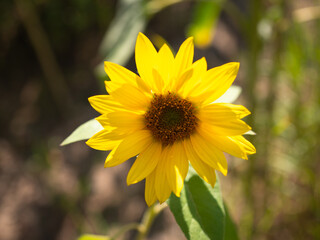 Close-up of a bright yellow sunflower bloom with green leaves, isolated against blurred natural background.