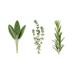 Fototapeta premium Three fresh sprigs of popular culinary herbs, sage, thyme, and rosemary. Aromatic ingredients perfect for flavoring various dishes.
