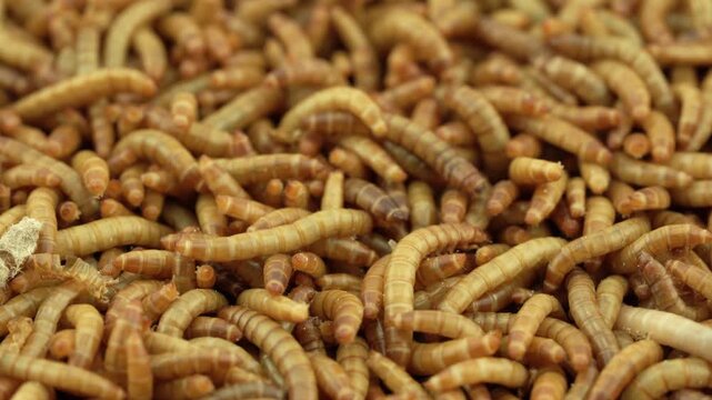 closeup macro live mealworm food for bird and pet texture background 