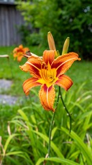 Vibrant orange lily in a garden setting