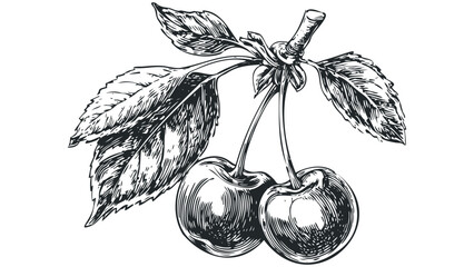Engraving Style Cherries with Leaves on Stem. Vector hand drawn illustration