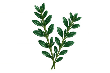 Fototapeta premium Green botanical branches displaying verdant leaves, positioned against transparent backdrop, offering clean graphic design potential