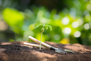 Young green sapling growing in fertile soil with gardening tool, symbol of growth, sustainability, and nature care.