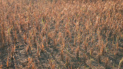 The landscape features a rice field with dry, golden-brown stalks under bright sunlight. The terrain appears barren, showcasing the impact of drought conditions on agriculture