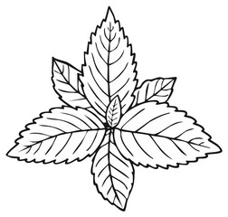 Stylized black and white line drawing of a mint plant with serrated leaves