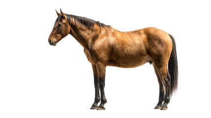 Side profile of a healthy brown horse standing on a white studio background, cut out transparent
