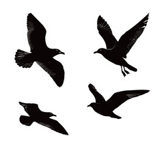 Fototapeta premium Numerous birds soar gracefully through the air, their silhouettes stark against the bright white background. The scene captures their freedom and fluid movement as they navigate the sky.