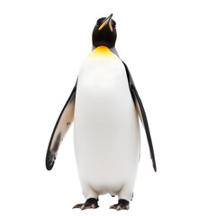 King penguin preening on beach King penguin preening on beach King penguin preening on beach