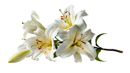 Cluster of Open White Lilies with Green Stems and Leaves, cut out transparent