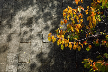 Autumnal cherry trees and stone pavement with sunlight filtering through the leaves