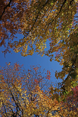 Autumn leaves of american sweetgum and clear blue sky