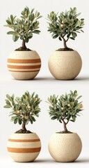Fototapeta premium Small Trees in Round Vases on White Background