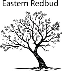 Obraz premium Eastern Redbud Tree Silhouette with Blossoms – Vector Illustration