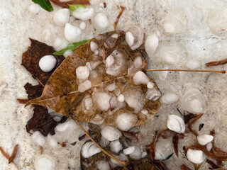 A leaf is covered in ice and snow