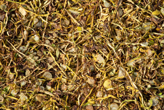 A detailed top down macro shot of grape marc the solid remains of grapes after pressing for wine consisting of skins pulp seeds and stems creating a natural texture.