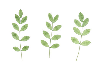 Obraz premium Three green leaves isolated on transparent background