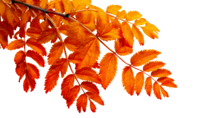Close-up of Bright Orange Autumn Leaves Against White Background, cut out transparent