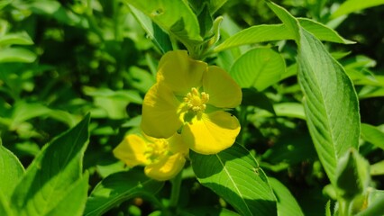 Close-up of a wild yellow flower blooming among green leaves, symbolizing freshness, beauty, and natural growth. Perfect for botanical themes, eco-friendly campaigns, educational projects, and backgro