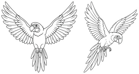 Parrot flying outline vector illustration with open wings drawn in clean black line art style perfect for wildlife design projects and nature artwork