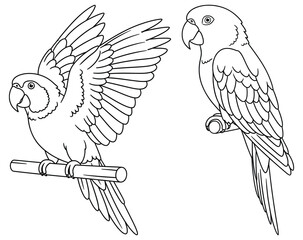 Parrot perched on a branch outline vector illustration with detailed wings and feathers in clean black line art style for design and artwork