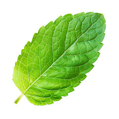 Obraz premium Fresh Green Leaf with Detailed Veins Isolated on White Background
