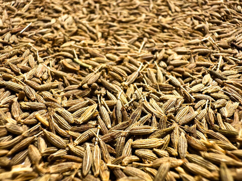 Organic Cumin Seeds Jeera Culinary Spice Closeup.
