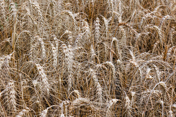 Fototapeta premium Wheat field top view, ears wheat from above, golden ripe field of wheat. Background and tectures. Summer harvest.
