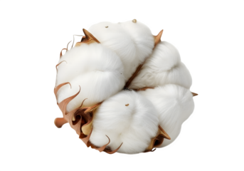 Close up of a single cotton plant flower isolated on transparent background, a soft and natural fiber for textile and agriculture, raw and organic