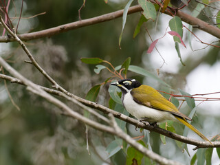 Fototapeta premium Blue-faced Honeyeater (Entomyzon cyanotis) perched on a gum tree branch with green leaves