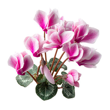 showcasing pink ivy-leaf cyclame png