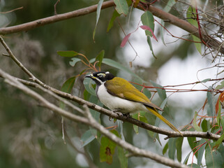 Fototapeta premium Blue-faced Honeyeater (Entomyzon cyanotis) perched on a gum tree branch with green leaves