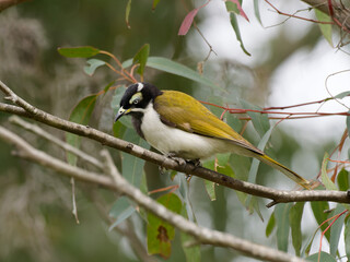 Fototapeta premium Blue-faced Honeyeater (Entomyzon cyanotis) perched on a gum tree branch with green leaves