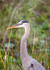 great blue heron