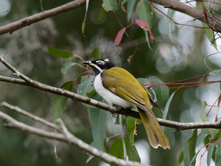Blue-faced Honeyeater (Entomyzon cyanotis) perched on a gum tree branch with green leaves