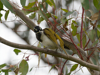 Blue-faced Honeyeater (Entomyzon cyanotis) perched on a gum tree branch with green leaves